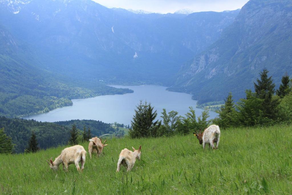 Apartments & Hostel Bohinj Dış mekan fotoğraf