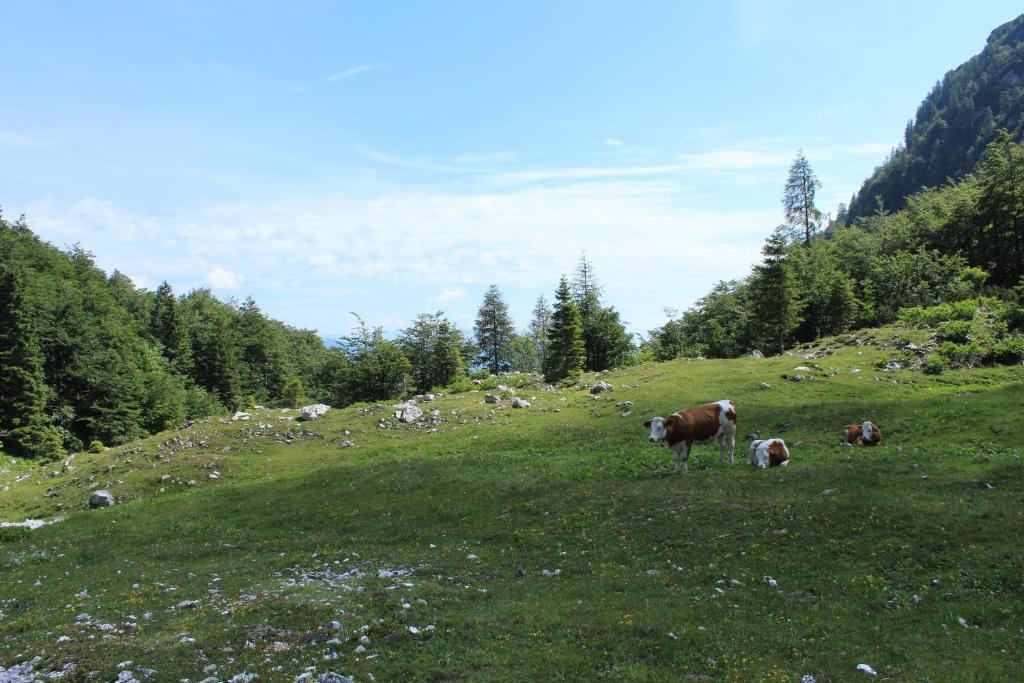 Apartments & Hostel Bohinj Dış mekan fotoğraf